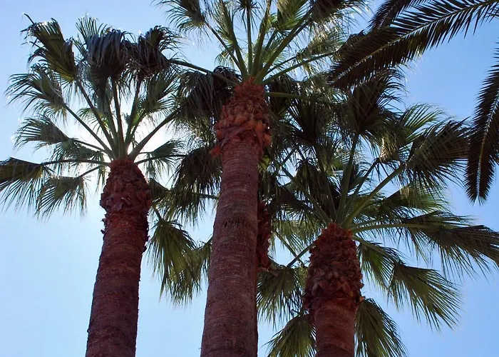 Lägenhet Les Palmeres